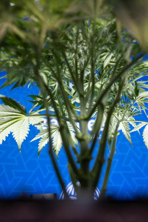 Critical Cheese Auto II - Zamnesia x B&B. Week 4 - Critical Cheese Auto 2 - Week 4/5 - Bloom - No Techniques