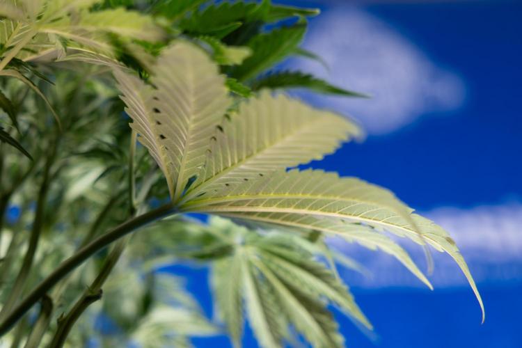 Critical Cheese Auto II - Zamnesia x B&B. Week 4 - Critical Cheese Auto 2 - Week 4/5 - Bloom - No Techniques