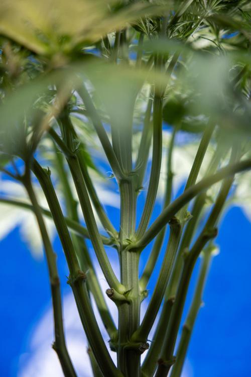 Critical Cheese Auto II - Zamnesia x B&B. Week 4 - Critical Cheese Auto 2 - Week 4/5 - Bloom - No Techniques