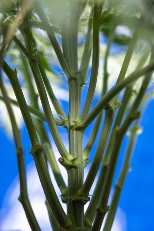 Critical Cheese Auto II - Zamnesia x B&B. Week 4 - Critical Cheese Auto 2 - Week 4/5 - Bloom - No Techniques