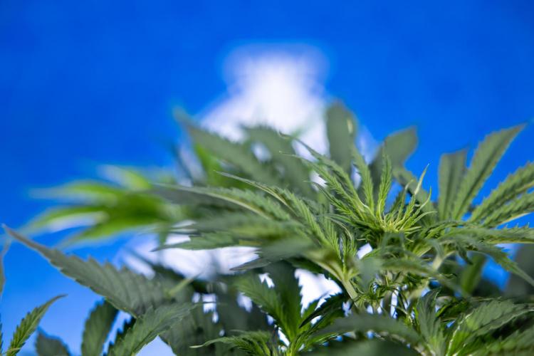 Tangerine Dream  Auto - Zamnesia x B&B. Week 4 - Tangerine Dream Automatic - Week 4/5 - Bloom