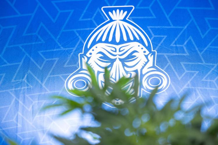 Tangerine Dream  Auto - Zamnesia x B&B. Week 4 - Tangerine Dream Automatic - Week 4/5 - Bloom