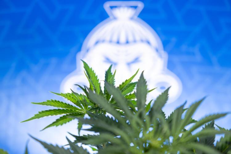 Tangerine Dream  Auto - Zamnesia x B&B. Week 4 - Tangerine Dream Automatic - Week 4/5 - Bloom