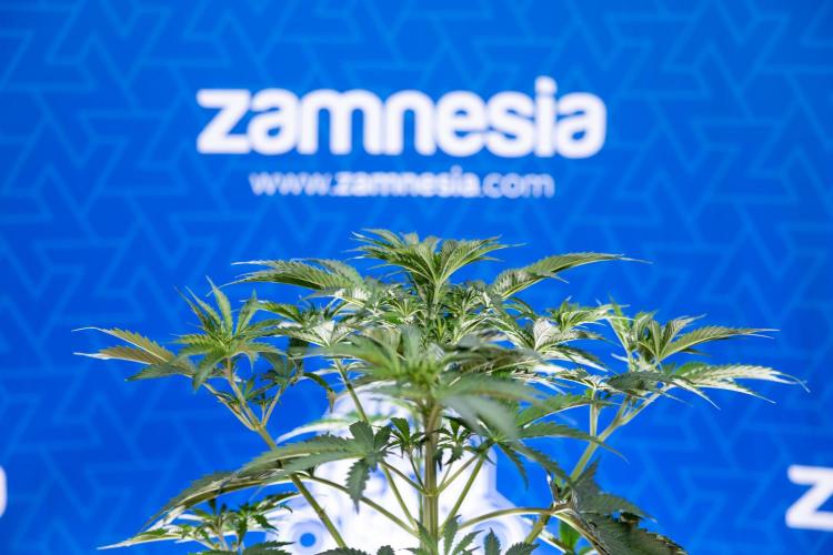 Tangerine Dream  Auto - Zamnesia x B&B. Week 4 - Tangerine Dream Automatic - Week 4/5 - Bloom