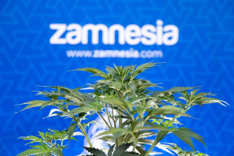 Tangerine Dream  Auto - Zamnesia x B&B. Week 4 - Tangerine Dream Automatic - Week 4/5 - Bloom