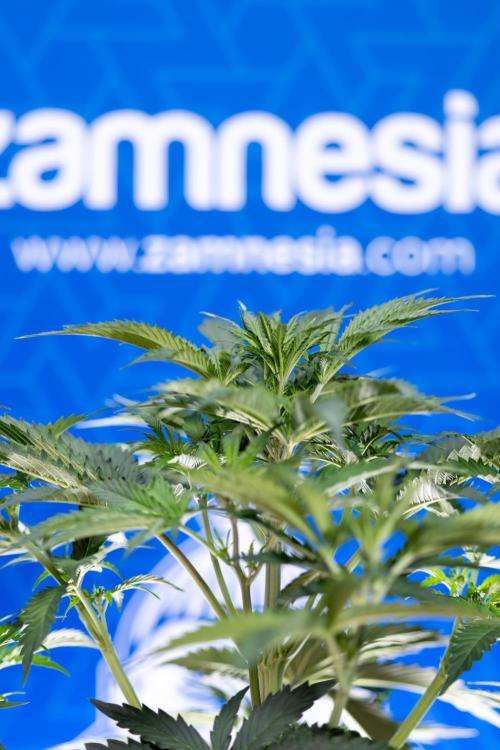 Tangerine Dream  Auto - Zamnesia x B&B. Week 4 - Tangerine Dream Automatic - Week 4/5 - Bloom