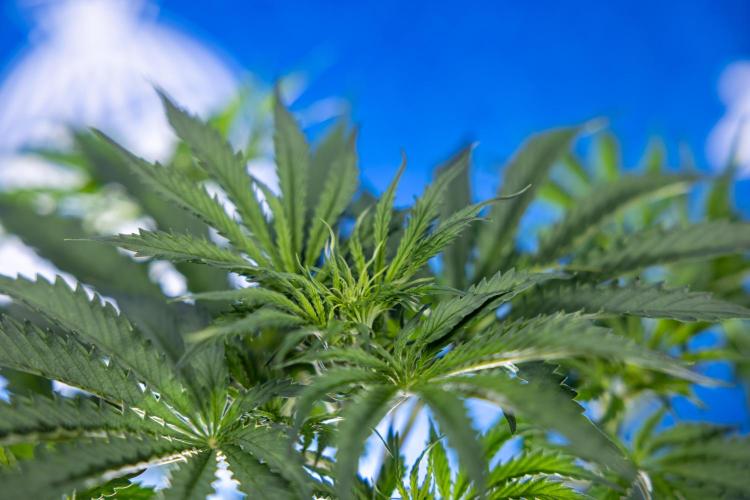 Tangerine Dream  Auto - Zamnesia x B&B. Week 4 - Tangerine Dream Automatic - Week 4/5 - Bloom