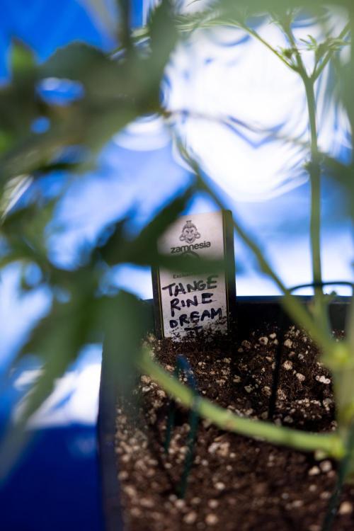 Tangerine Dream  Auto - Zamnesia x B&B. Week 4 - Tangerine Dream Automatic - Week 4/5 - Bloom