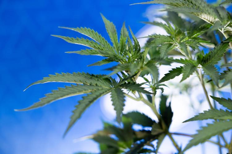 Tangerine Dream  Auto - Zamnesia x B&B. Week 4 - Tangerine Dream Automatic - Week 4/5 - Bloom