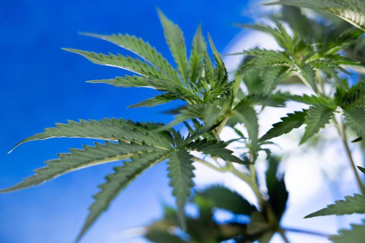 Tangerine Dream  Auto - Zamnesia x B&B. Week 4 - Tangerine Dream Automatic - Week 4/5 - Bloom