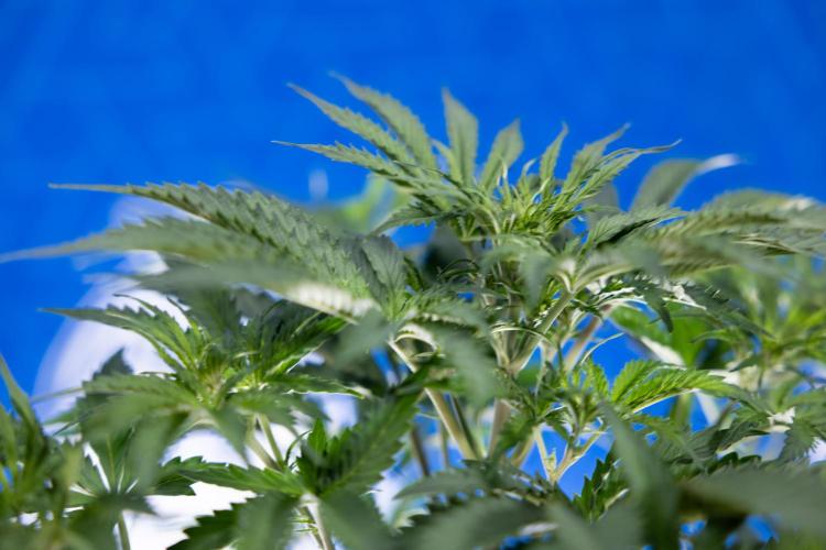 Tangerine Dream  Auto - Zamnesia x B&B. Week 4 - Tangerine Dream Automatic - Week 4/5 - Bloom