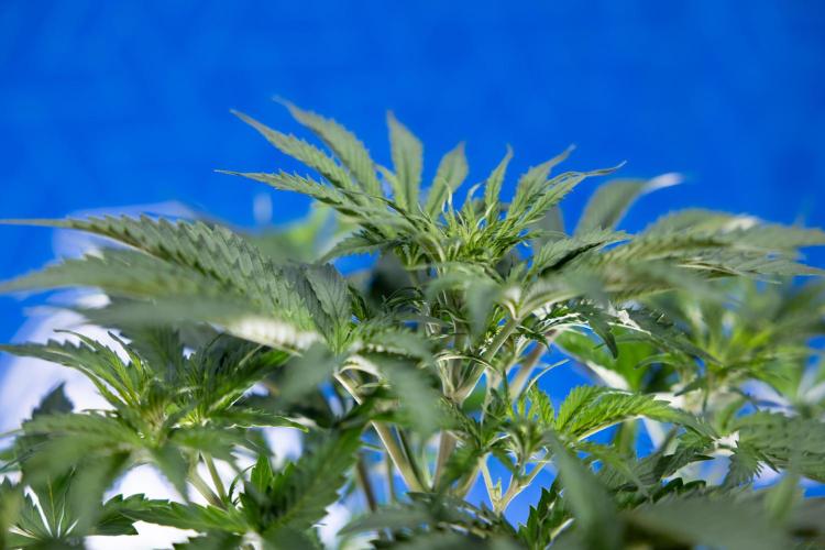 Tangerine Dream  Auto - Zamnesia x B&B. Week 4 - Tangerine Dream Automatic - Week 4/5 - Bloom