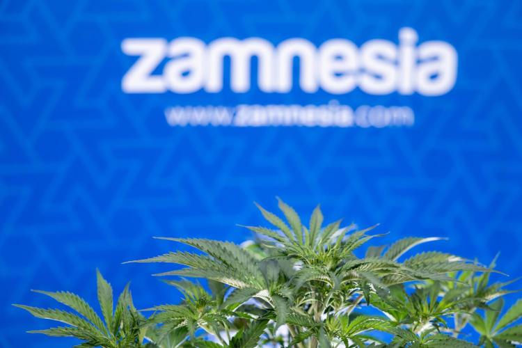 Tangerine Dream  Auto - Zamnesia x B&B. Week 4 - Tangerine Dream Automatic - Week 4/5 - Bloom