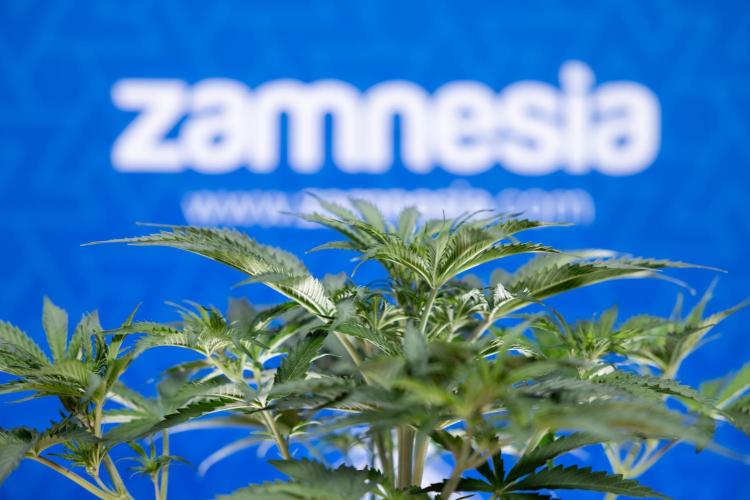 Tangerine Dream  Auto - Zamnesia x B&B. Week 4 - Tangerine Dream Automatic - Week 4/5 - Bloom