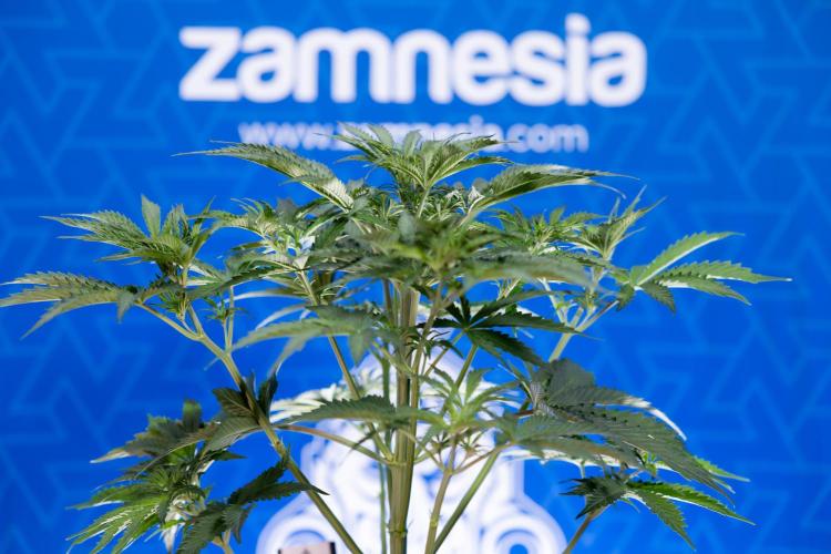 Tangerine Dream  Auto - Zamnesia x B&B. Week 4 - Tangerine Dream Automatic - Week 4/5 - Bloom