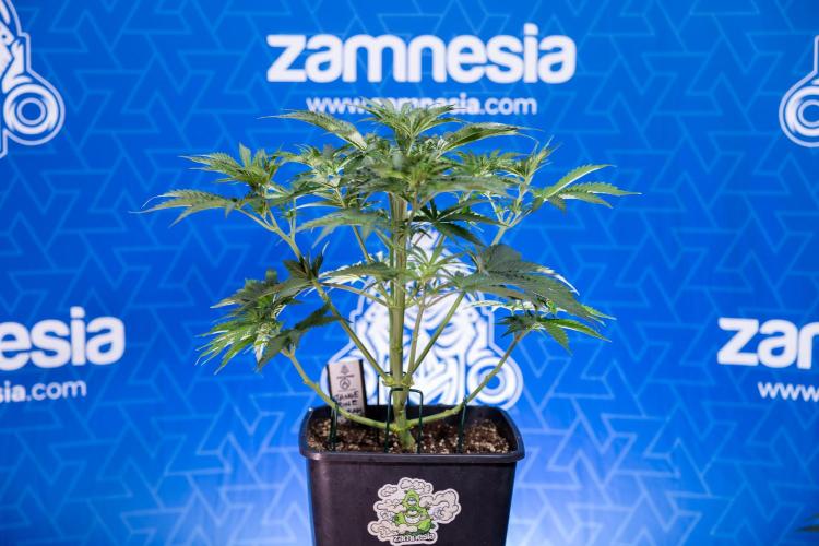 Tangerine Dream  Auto - Zamnesia x B&B. Week 4 - Tangerine Dream Automatic - Week 4/5 - Bloom