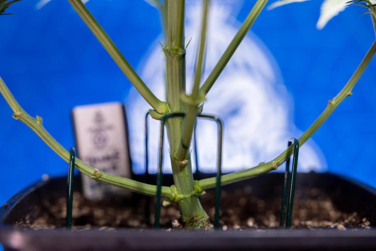 Tangerine Dream  Auto - Zamnesia x B&B. Week 4 - Tangerine Dream Automatic - Week 4/5 - Bloom