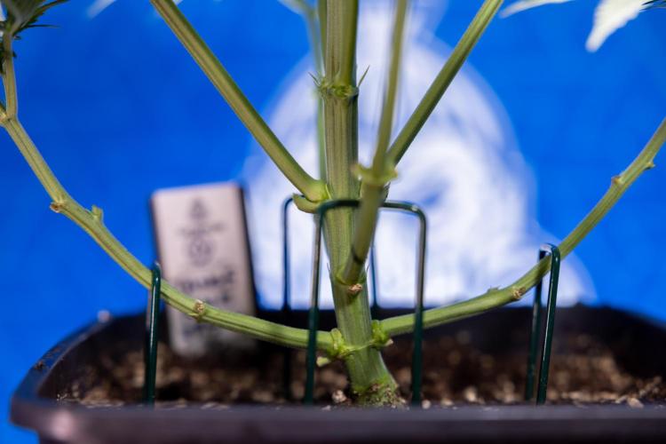 Tangerine Dream  Auto - Zamnesia x B&B. Week 4 - Tangerine Dream Automatic - Week 4/5 - Bloom