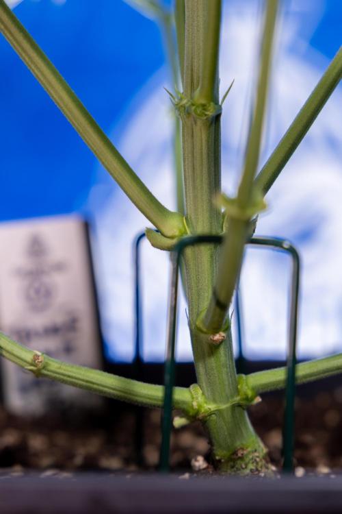 Tangerine Dream  Auto - Zamnesia x B&B. Week 4 - Tangerine Dream Automatic - Week 4/5 - Bloom