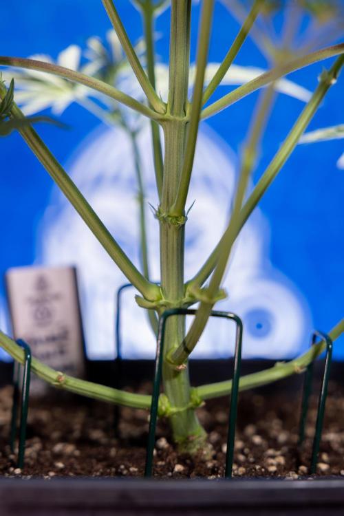 Tangerine Dream  Auto - Zamnesia x B&B. Week 4 - Tangerine Dream Automatic - Week 4/5 - Bloom