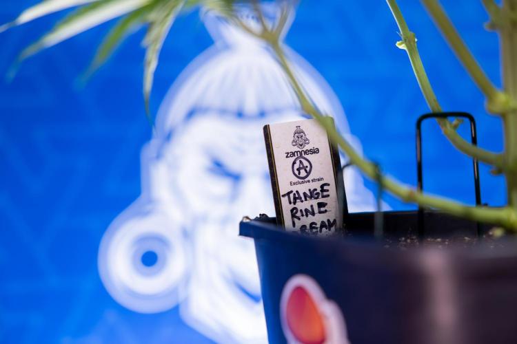 Tangerine Dream  Auto - Zamnesia x B&B. Week 4 - Tangerine Dream Automatic - Week 4/5 - Bloom