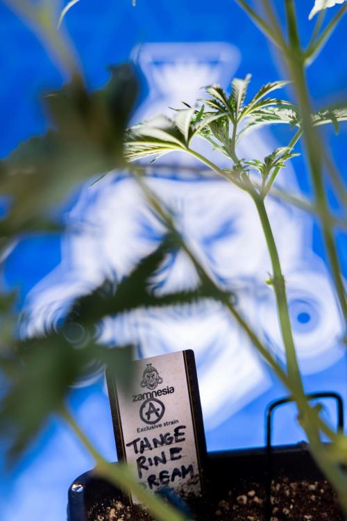 Tangerine Dream  Auto - Zamnesia x B&B. Week 4 - Tangerine Dream Automatic - Week 4/5 - Bloom