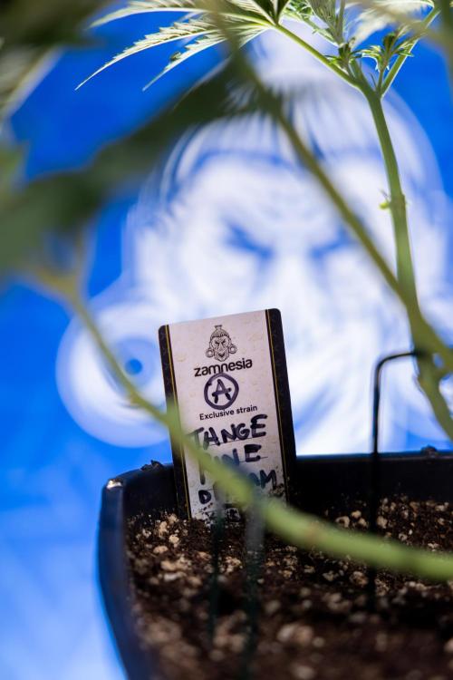 Tangerine Dream  Auto - Zamnesia x B&B. Week 4 - Tangerine Dream Automatic - Week 4/5 - Bloom