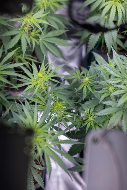 Tangerine Dream  Auto - Zamnesia x B&B. Week 4 - All Zamnesia Autoflowering Crew in tha box