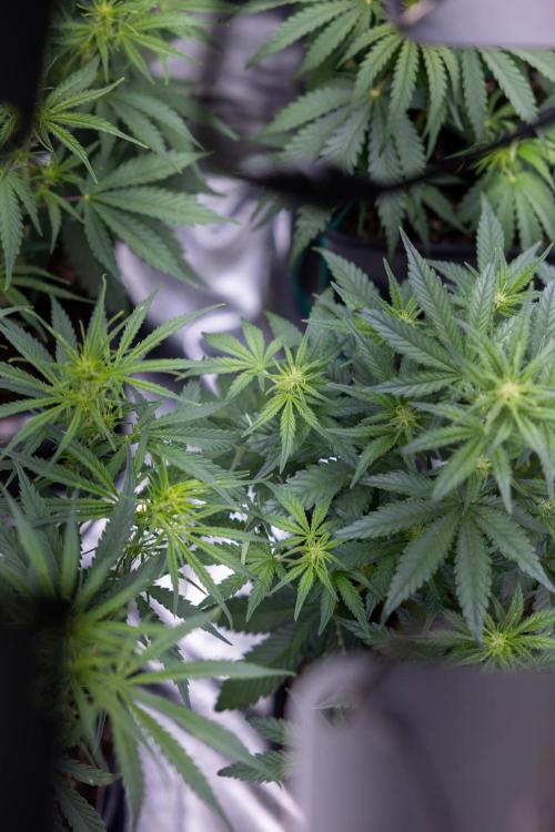 Tangerine Dream  Auto - Zamnesia x B&B. Week 4 - All Zamnesia Autoflowering Crew in tha box