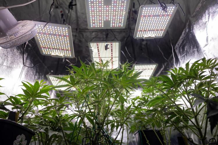 Tangerine Dream  Auto - Zamnesia x B&B. Week 4 - All Zamnesia Autoflowering Crew in tha box