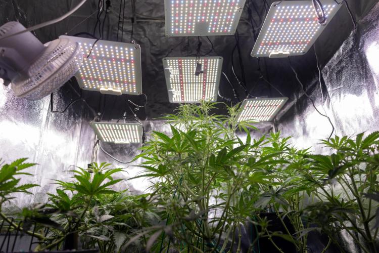 Tangerine Dream  Auto - Zamnesia x B&B. Week 4 - All Zamnesia Autoflowering Crew in tha box