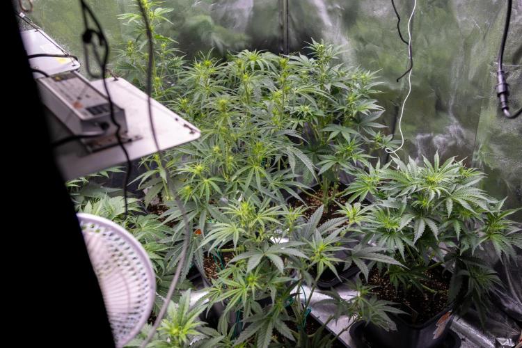 Tangerine Dream  Auto - Zamnesia x B&B. Week 4 - All Zamnesia Autoflowering Crew in tha box