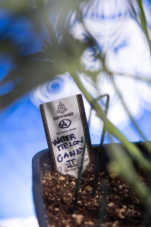 Watermelon Candy  Auto - Zamnesia x B&B. Week 4 - Watermelon Candy Automatic - Week 4/5 - Bloom