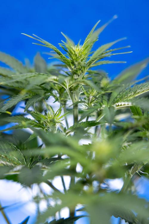 Watermelon Candy  Auto - Zamnesia x B&B. Week 4 - Watermelon Candy Automatic - Week 4/5 - Bloom