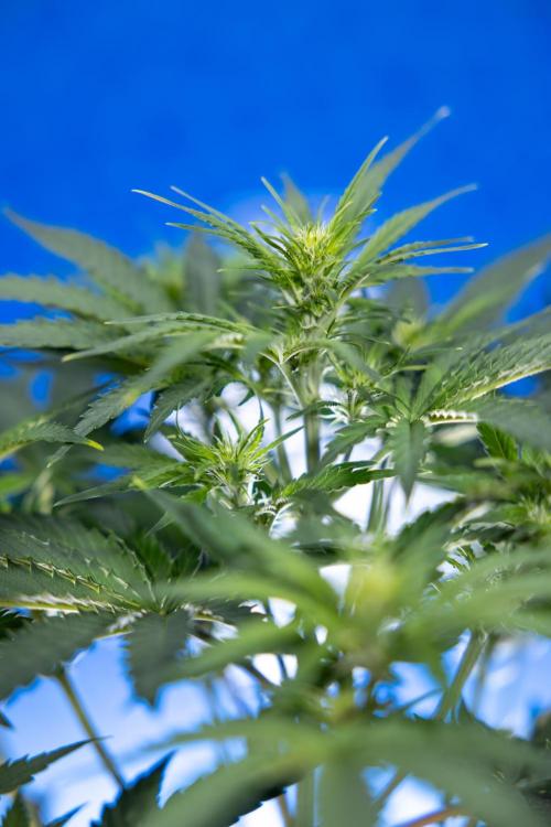 Watermelon Candy  Auto - Zamnesia x B&B. Week 4 - Watermelon Candy Automatic - Week 4/5 - Bloom