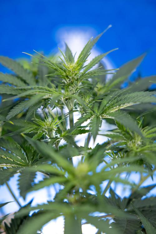 Watermelon Candy  Auto - Zamnesia x B&B. Week 4 - Watermelon Candy Automatic - Week 4/5 - Bloom