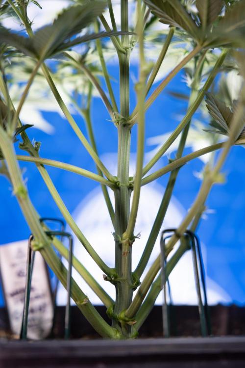 Watermelon Candy  Auto - Zamnesia x B&B. Week 4 - Watermelon Candy Automatic - Week 4/5 - Bloom