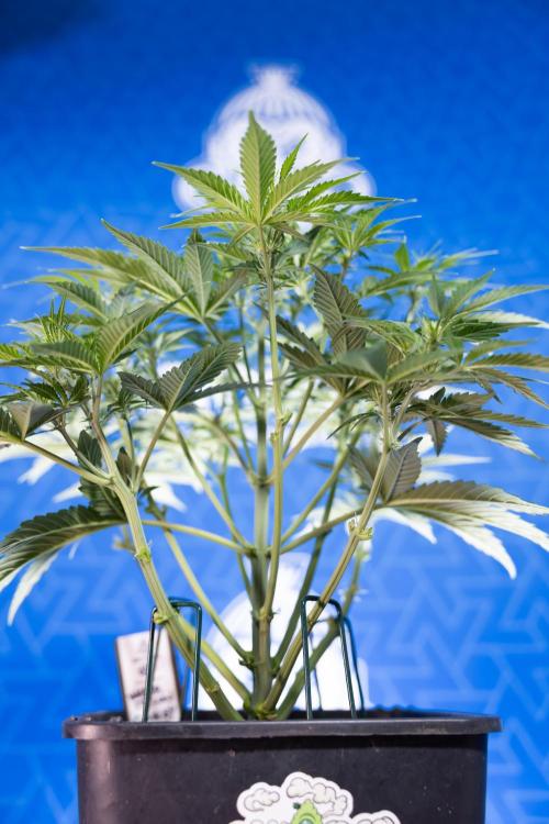 Watermelon Candy  Auto - Zamnesia x B&B. Week 4 - Watermelon Candy Automatic - Week 4/5 - Bloom