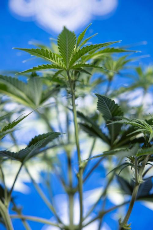 Watermelon Candy  Auto - Zamnesia x B&B. Week 4 - Watermelon Candy Automatic - Week 4/5 - Bloom