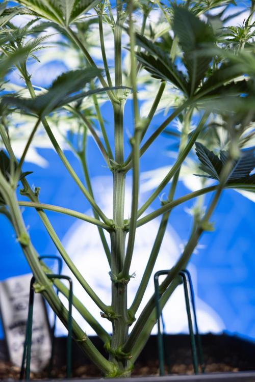 Watermelon Candy  Auto - Zamnesia x B&B. Week 4 - Watermelon Candy Automatic - Week 4/5 - Bloom