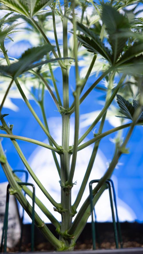 Watermelon Candy  Auto - Zamnesia x B&B. Week 4 - Watermelon Candy Automatic - Week 4/5 - Bloom