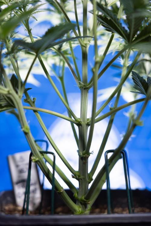 Watermelon Candy  Auto - Zamnesia x B&B. Week 4 - Watermelon Candy Automatic - Week 4/5 - Bloom
