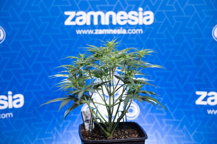 Watermelon Candy  Auto - Zamnesia x B&B. Week 4 - Watermelon Candy Automatic - Week 4/5 - Bloom