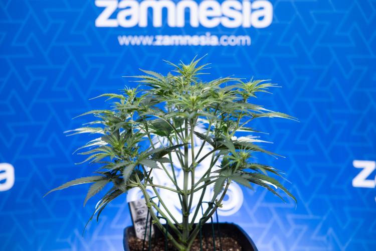 Watermelon Candy  Auto - Zamnesia x B&B. Week 4 - Watermelon Candy Automatic - Week 4/5 - Bloom