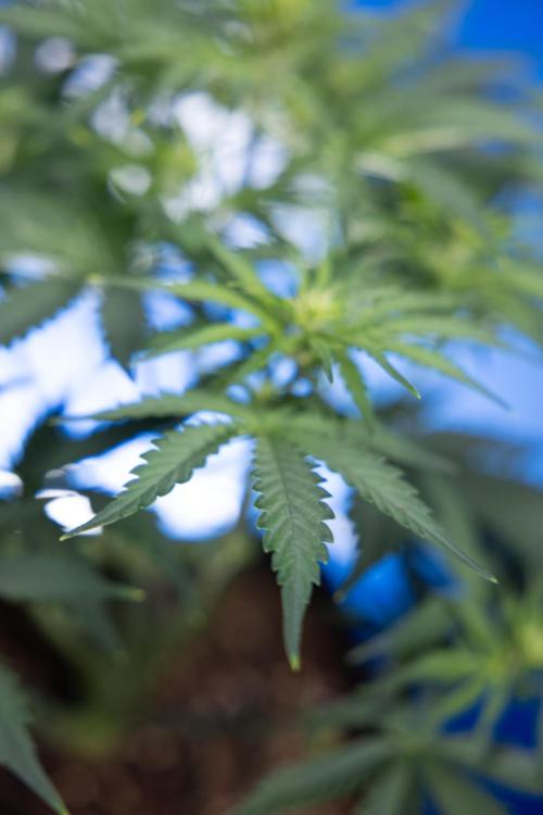 Watermelon Candy  Auto - Zamnesia x B&B. Week 4 - Watermelon Candy Automatic - Week 4/5 - Bloom