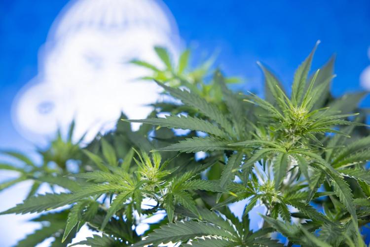 Watermelon Candy  Auto - Zamnesia x B&B. Week 4 - Watermelon Candy Automatic - Week 4/5 - Bloom