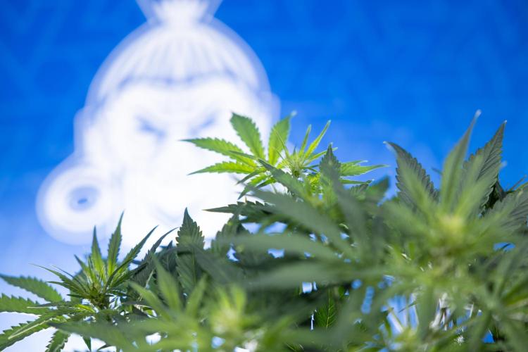 Watermelon Candy  Auto - Zamnesia x B&B. Week 4 - Watermelon Candy Automatic - Week 4/5 - Bloom