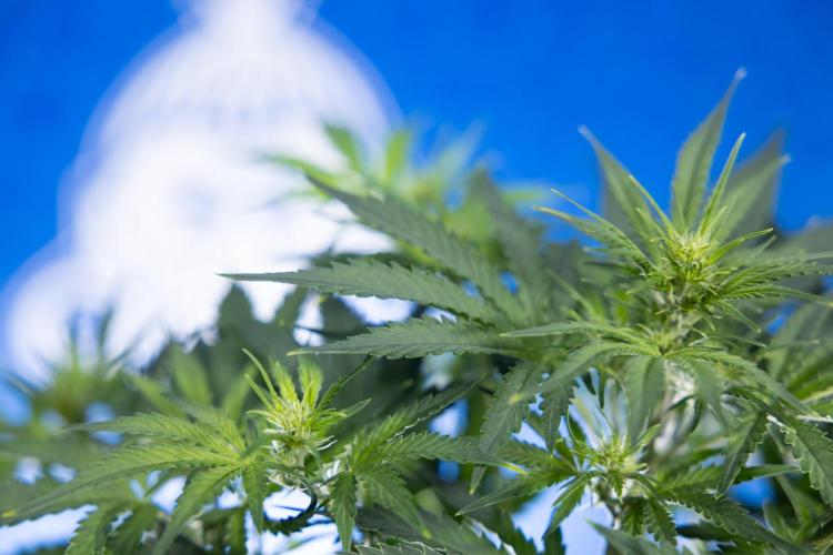 Watermelon Candy  Auto - Zamnesia x B&B. Week 4 - Watermelon Candy Automatic - Week 4/5 - Bloom