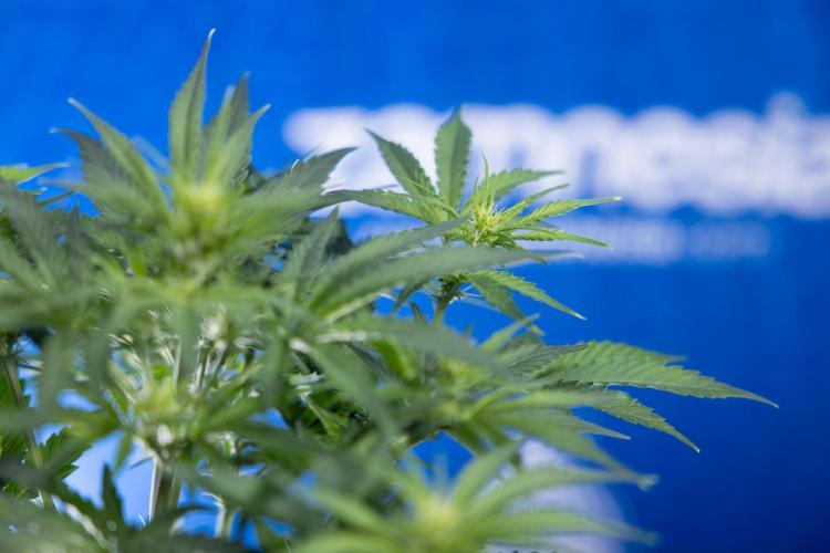 Watermelon Candy  Auto - Zamnesia x B&B. Week 4 - Watermelon Candy Automatic - Week 4/5 - Bloom