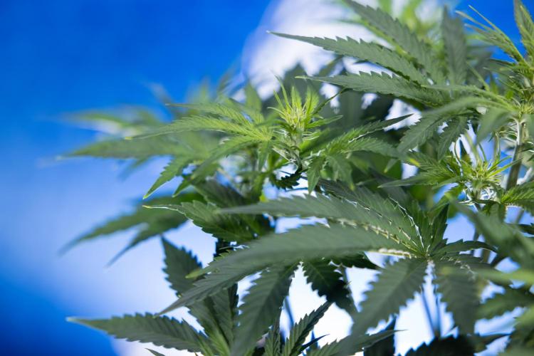 Watermelon Candy  Auto - Zamnesia x B&B. Week 4 - Watermelon Candy Automatic - Week 4/5 - Bloom